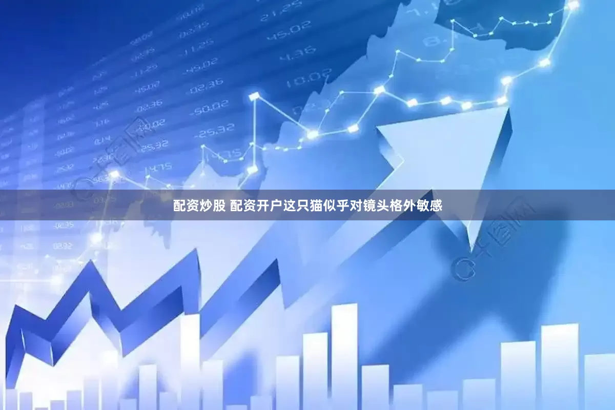 配资炒股 配资开户这只猫似乎对镜头格外敏感